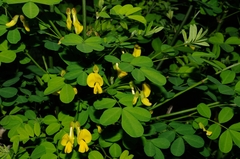 Hippocrepis emerus emerus