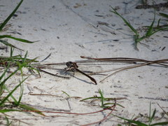 Phanogomphus minutus