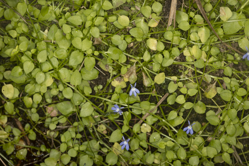 Lobelia membranacea observed 2021-05-21