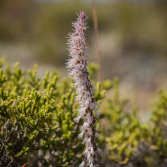 Holothrix scopularia