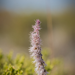 Holothrix scopularia