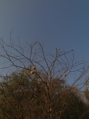 Cucurbita argyrosperma