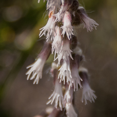 Holothrix scopularia