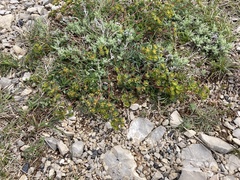 Euphorbia duvalii