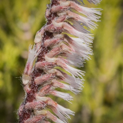 Holothrix scopularia