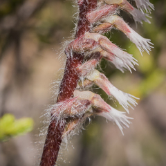 Holothrix scopularia