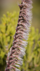 Holothrix scopularia