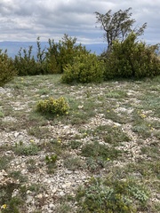 Euphorbia duvalii