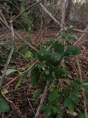 Vitex mollis