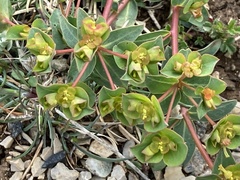 Euphorbia duvalii