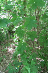 Humulus lupulus