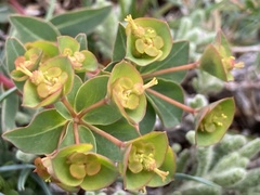 Euphorbia duvalii