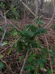 Vitex mollis