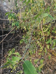 Achatocarpus oaxacanus