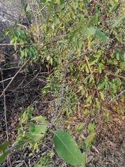 Achatocarpus oaxacanus