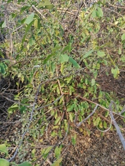 Achatocarpus oaxacanus