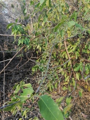 Achatocarpus oaxacanus