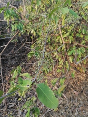 Achatocarpus oaxacanus