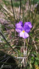 Viola calcarata