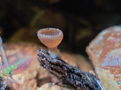 Peziza oliviae