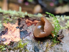 Peziza oliviae