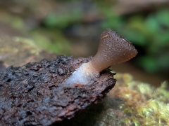 Peziza oliviae