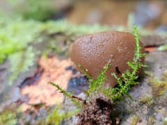 Peziza oliviae