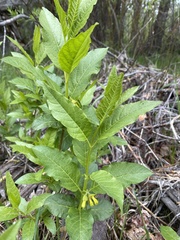 Lonicera involucrata involucrata