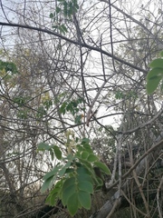 Albizia occidentalis