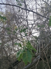 Albizia occidentalis