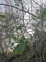 Albizia occidentalis