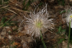 Pulsatilla montana