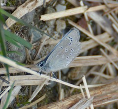 Glaucopsyche lygdamus image