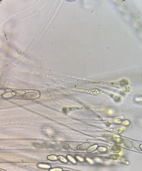 Peziza oliviae