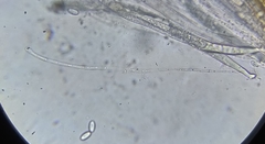 Peziza oliviae
