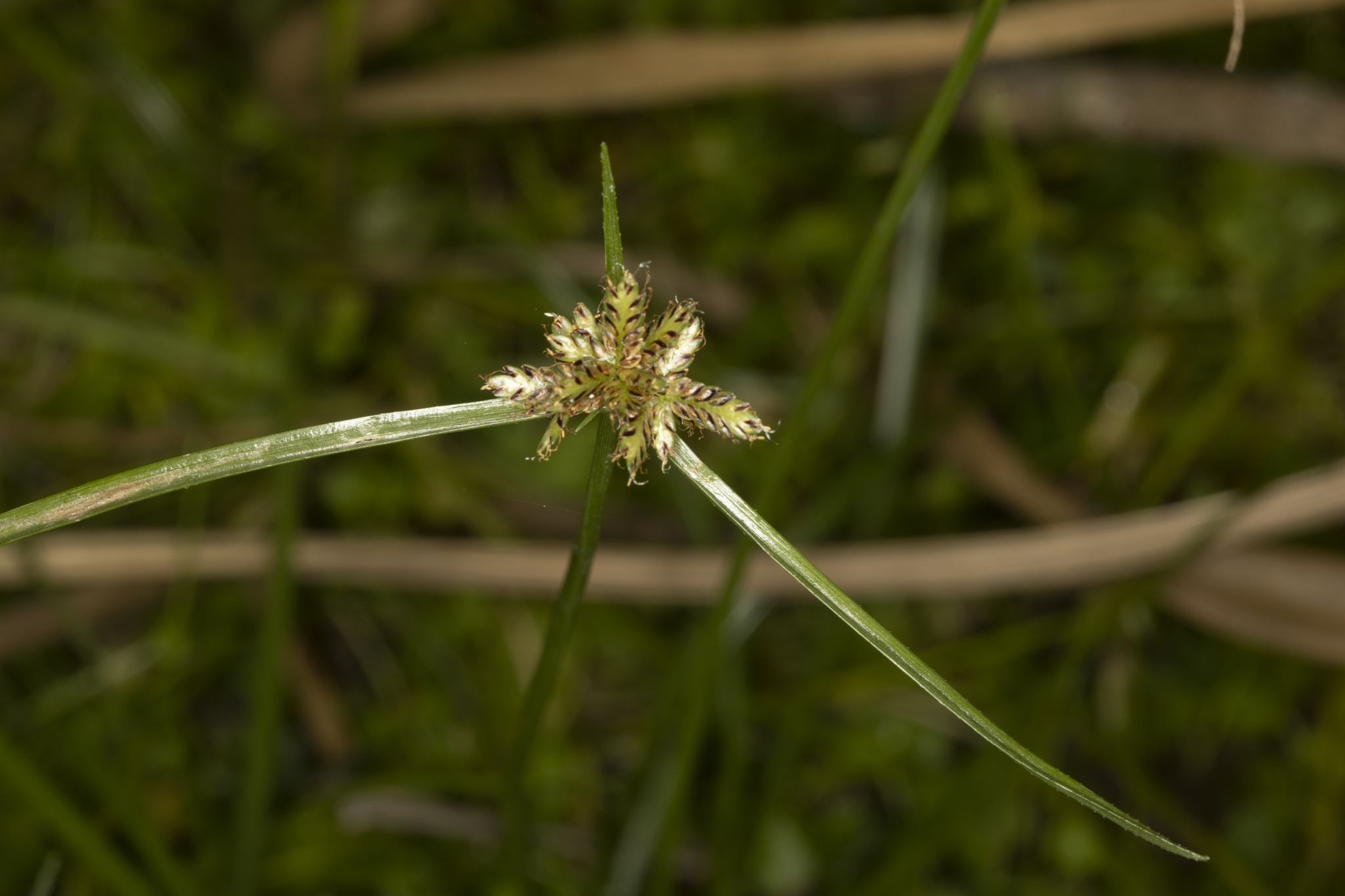(c) quinkin, certains droits réservés (CC BY-NC) https://www.inaturalist.org/observations/80023217