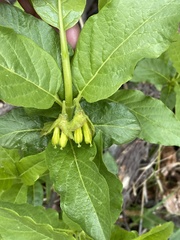 Lonicera involucrata involucrata
