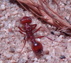 Pogonomyrmex subdentatus
