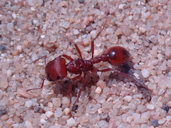 Pogonomyrmex subdentatus