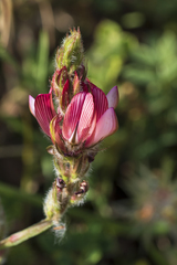 Onobrychis humilis