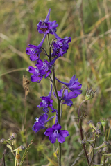 Delphinium pentagynum