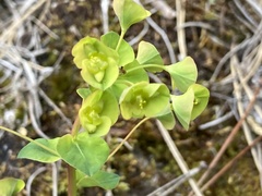 Euphorbia duvalii