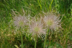 Pulsatilla montana