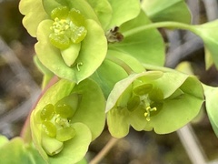 Euphorbia duvalii