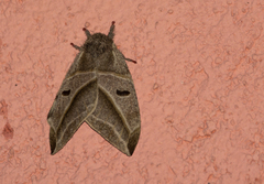 Austrolippa convergens