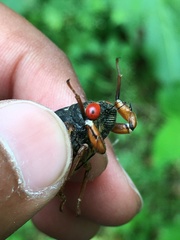 Magicicada septendecula