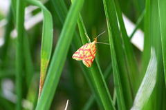 Hypercallia citrinalis