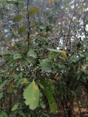 Achatocarpus oaxacanus