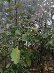 Achatocarpus oaxacanus