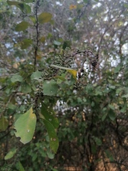 Achatocarpus oaxacanus